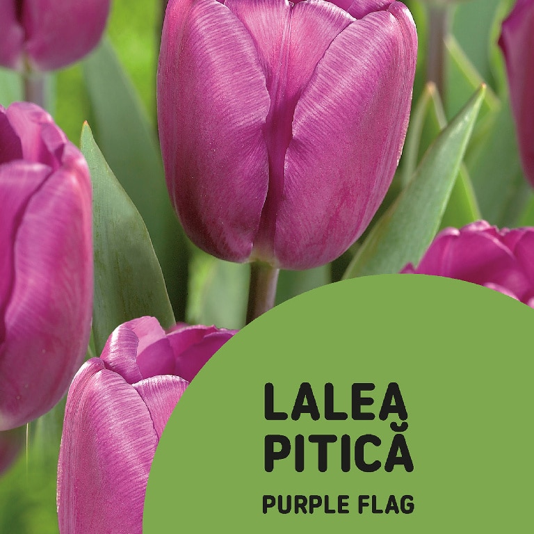 Bulbi VERVE Lalele, violet