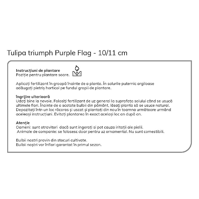 Bulbi VERVE Lalele, violet