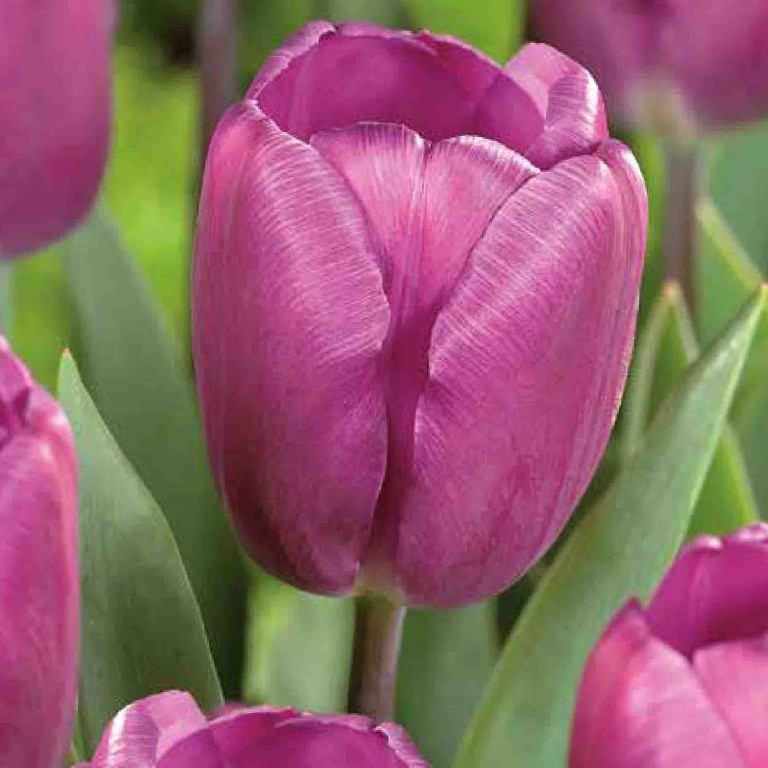 Bulbi VERVE Lalele, violet