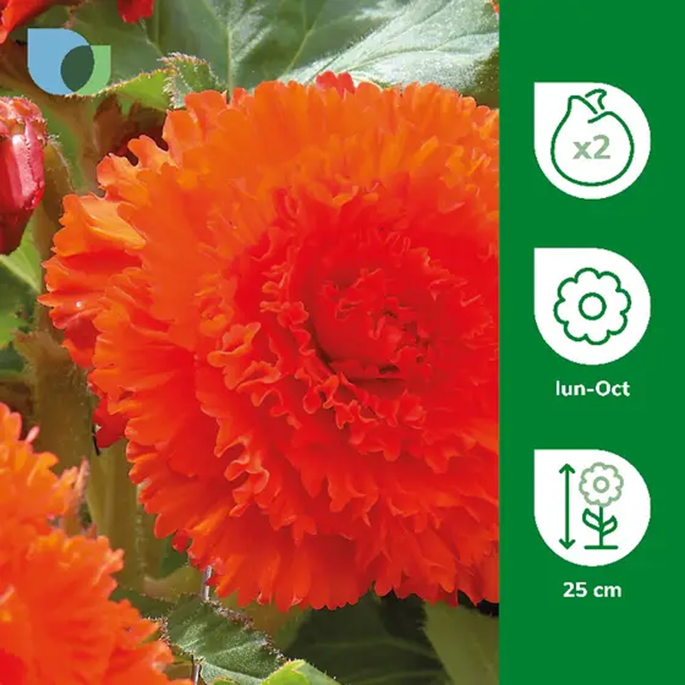 Bulb Begonia Fimbriata Orange, portocaliu