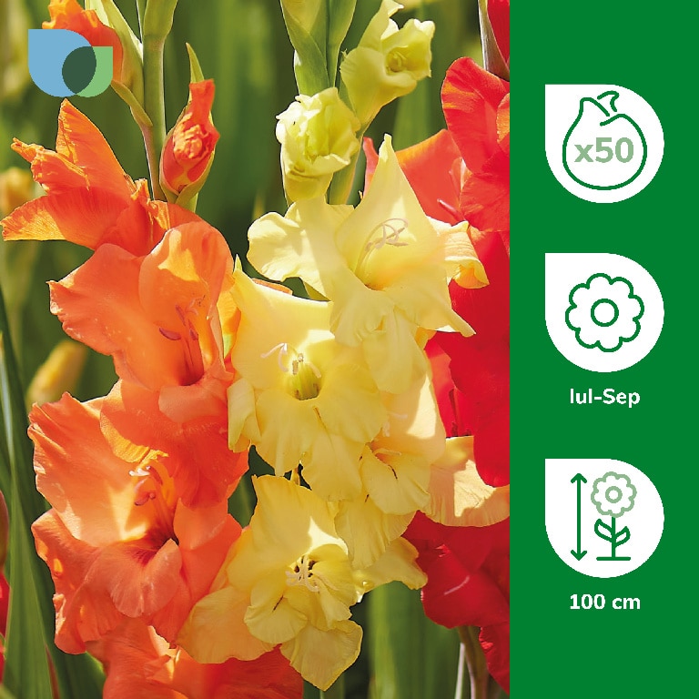 Bulb  Gladiola Sunset, Mix