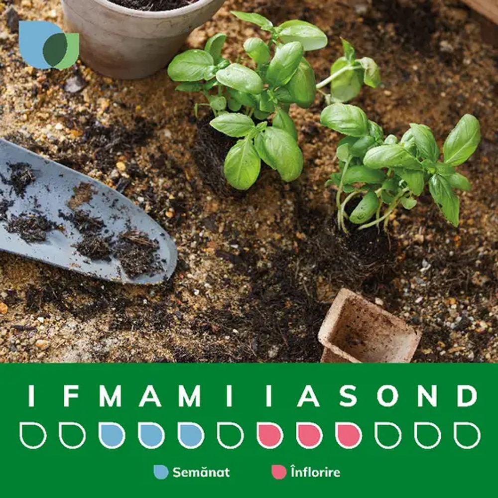 Bulb  Gladiola Sunset, Mix