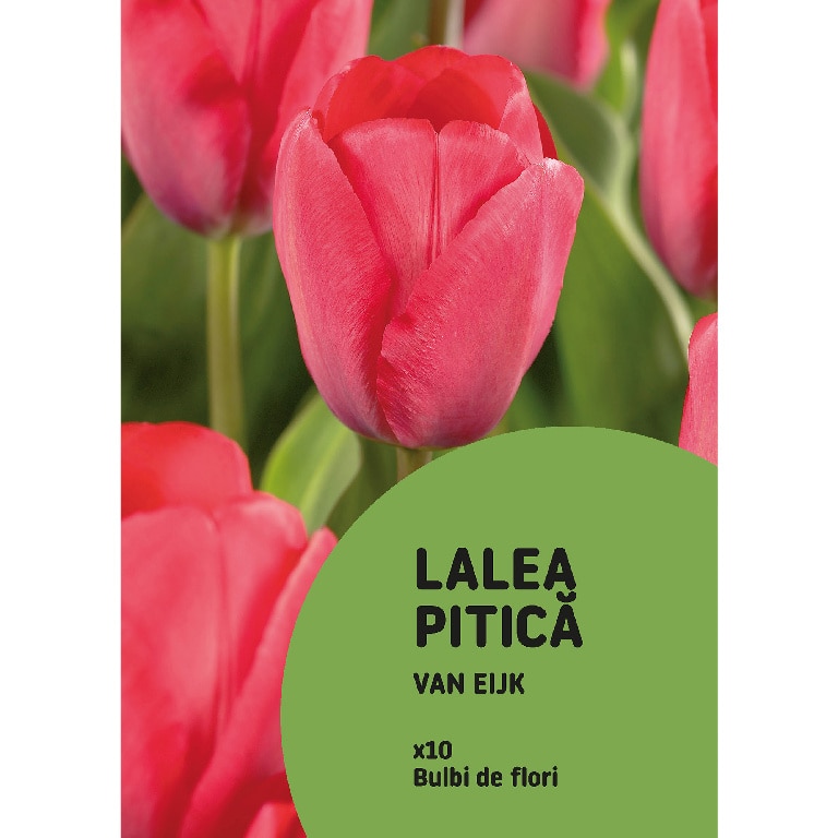 Bulbi VERVE Lalele Van Eijk, rosu