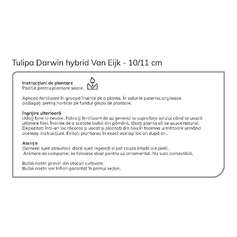 Bulbi VERVE Lalele Van Eijk, rosu