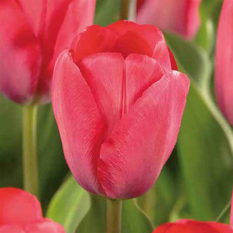 Bulbi VERVE Lalele Van Eijk, rosu