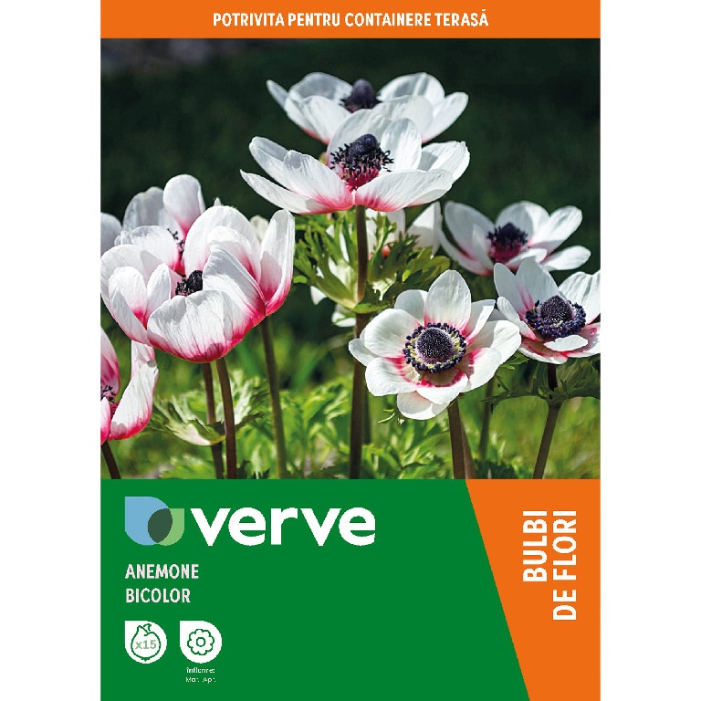 Anemone Bicolor