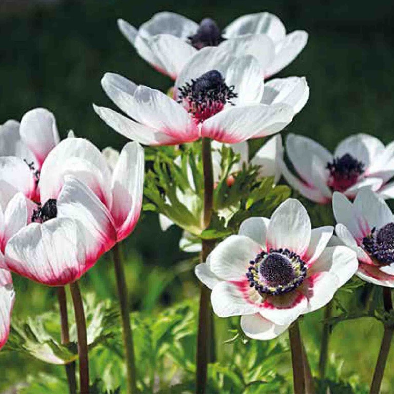 Anemone Bicolor