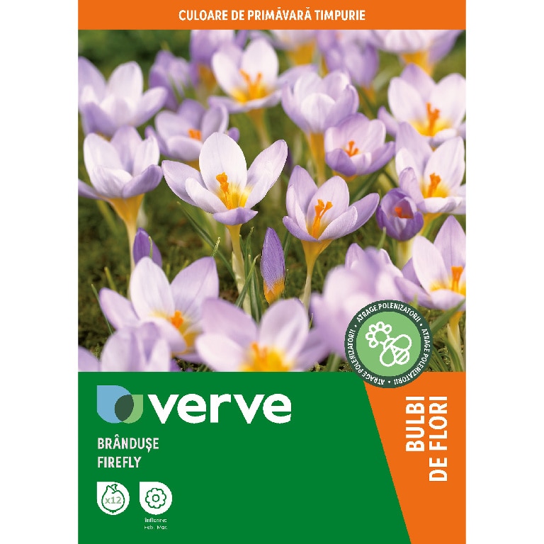 Bulbi VERVE Crocus Firefly, mov