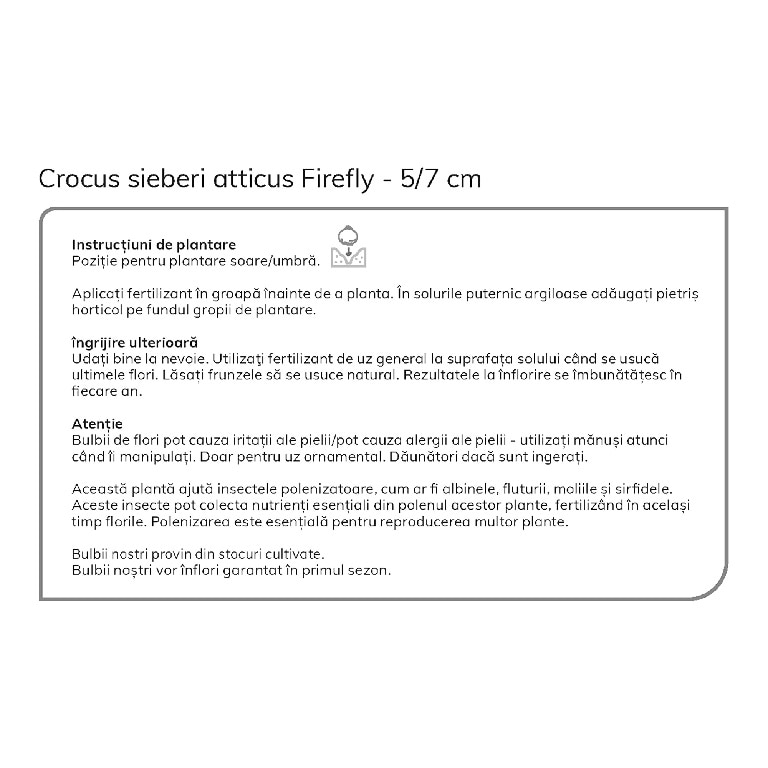 Bulbi VERVE Crocus Firefly, mov