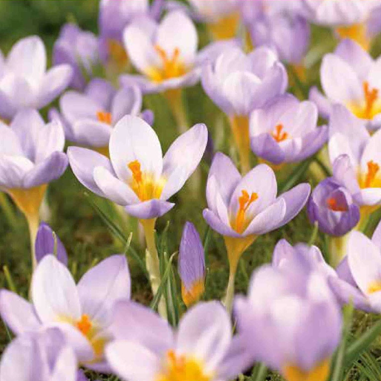 Bulbi VERVE Crocus Firefly, mov