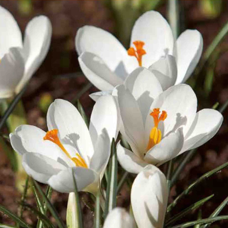 Bulbi VERVE Crocus Jeanne D.Arc, alb