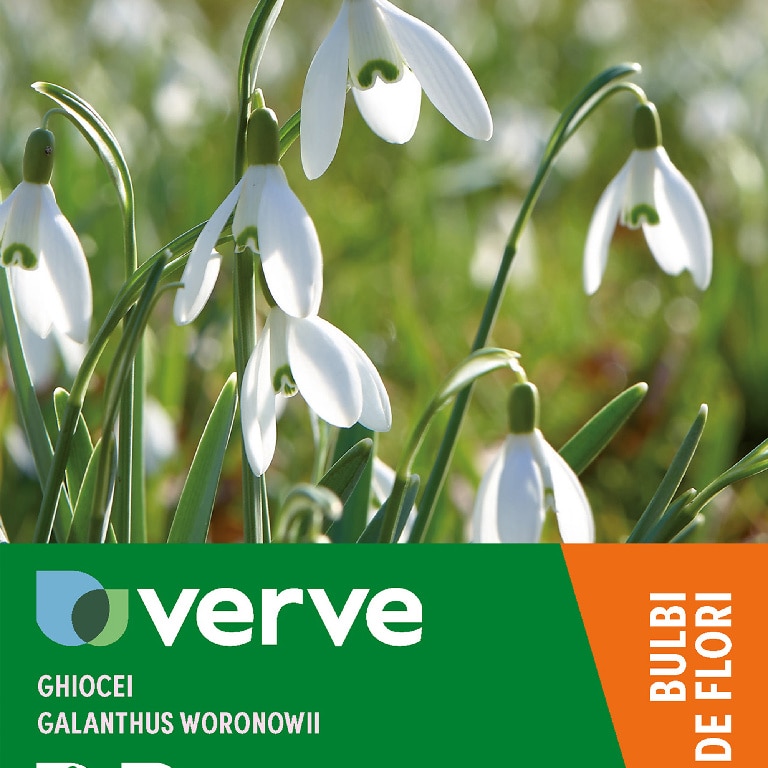 Ghiocei Galanthus Woronowii VERVE, 10 bulbi