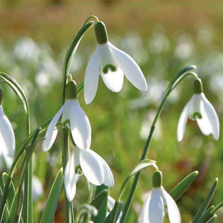Ghiocei Galanthus Woronowii VERVE, 10 bulbi