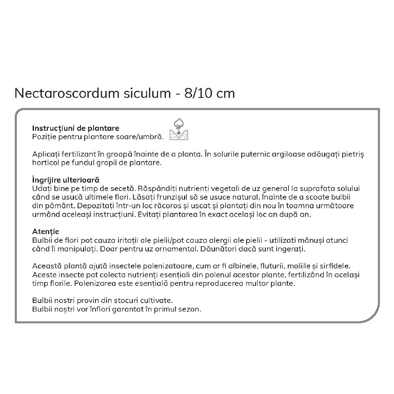 Bulbi Ceapa decorativa bulgareasca Nectaroscordum Siculum, 12 bucati