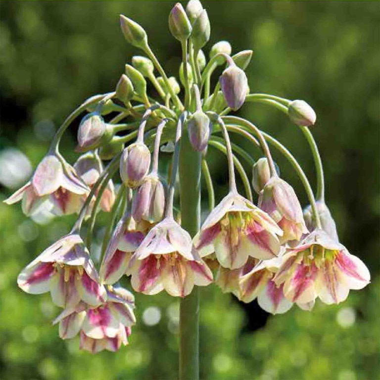 Bulbi Ceapa decorativa bulgareasca Nectaroscordum Siculum, 12 bucati