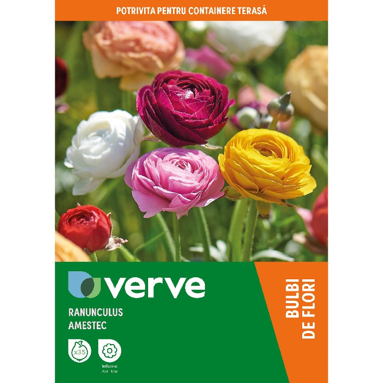 Bulbi Mix Ranunculus, 35 bucati