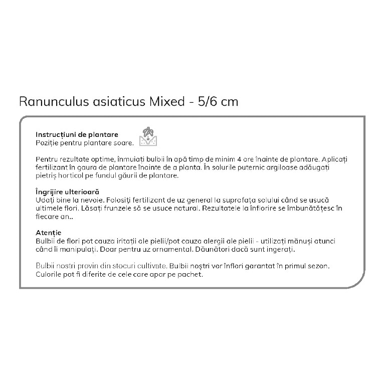 Bulbi Mix Ranunculus, 35 bucati