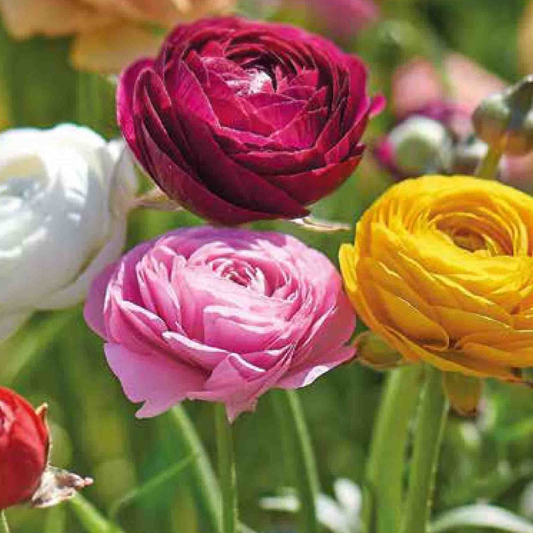 Bulbi Mix Ranunculus, 35 bucati