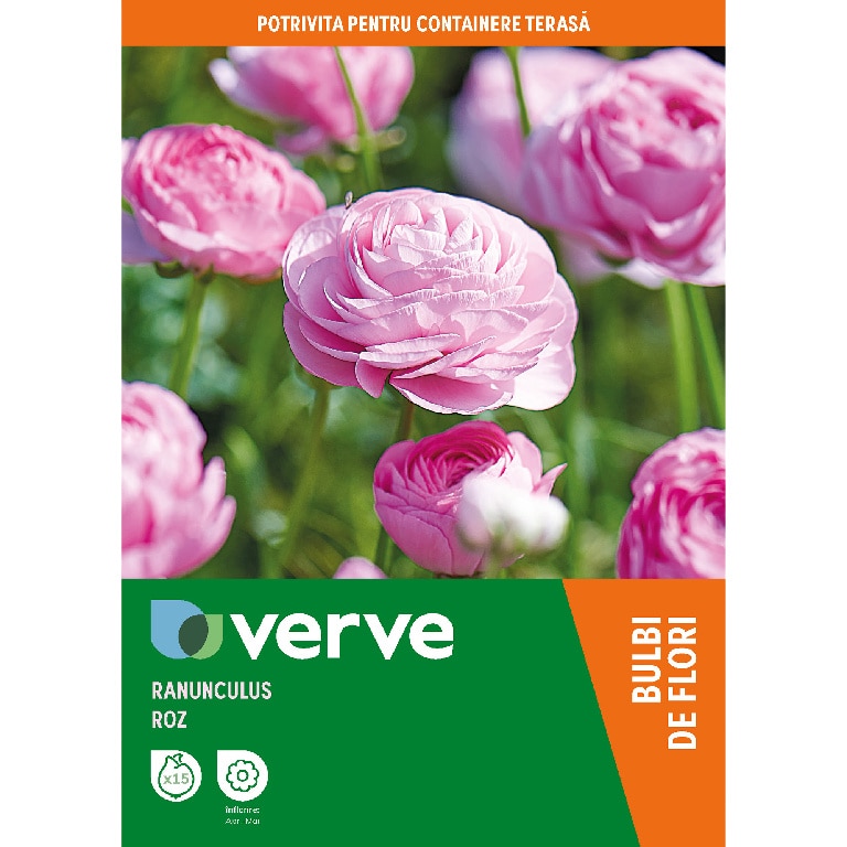 Bulbi Ranunculus roz VERVE, 15 bulbi