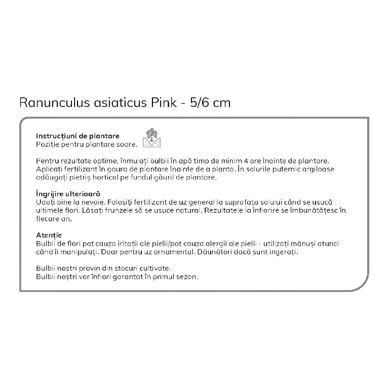 Bulbi Ranunculus roz VERVE, 15 bulbi