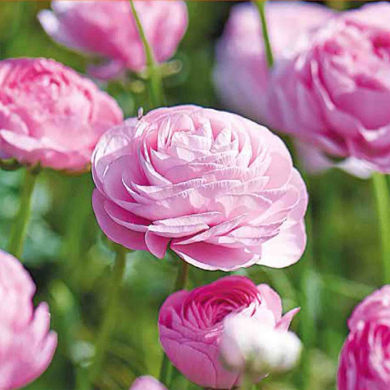 Bulbi Ranunculus roz VERVE, 15 bulbi