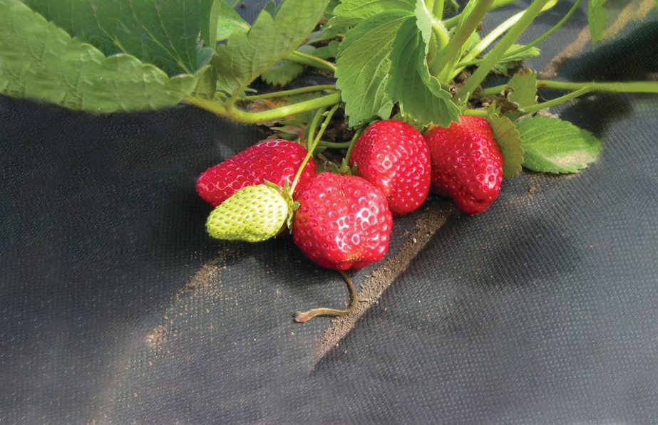 Folie Mulcire Antiburieni, 1.6 x 10 m  Vodaland