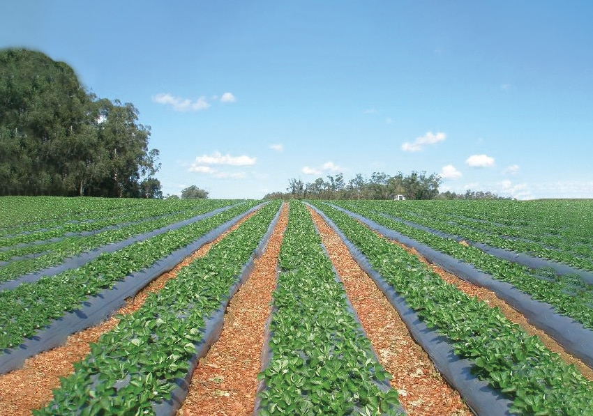 Folie Mulcire Antiburieni,  3.2 x 10 m  Vodaland