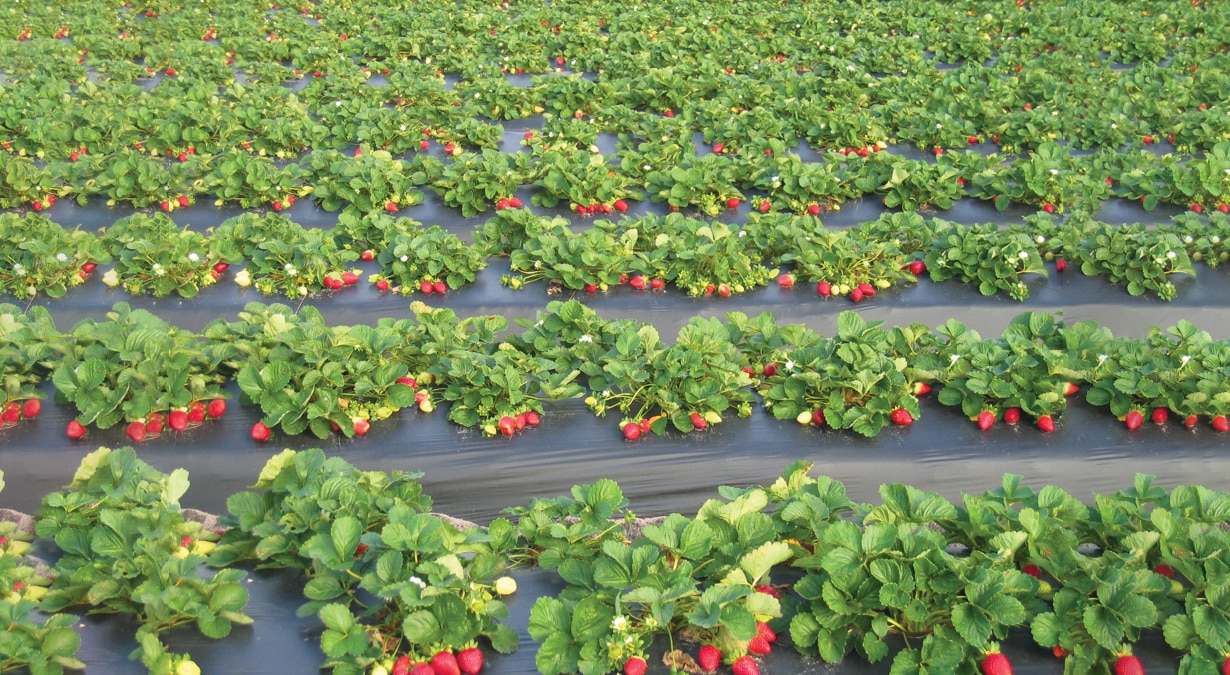 Folie Mulcire Antiburieni,  3.2 x 10 m  Vodaland