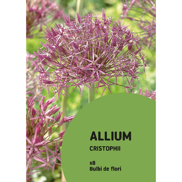 Flori Allium Christophii 8