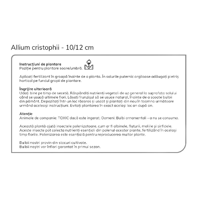 Flori Allium Christophii 8