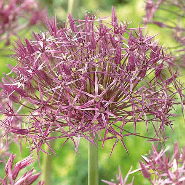 Flori Allium Christophii 8