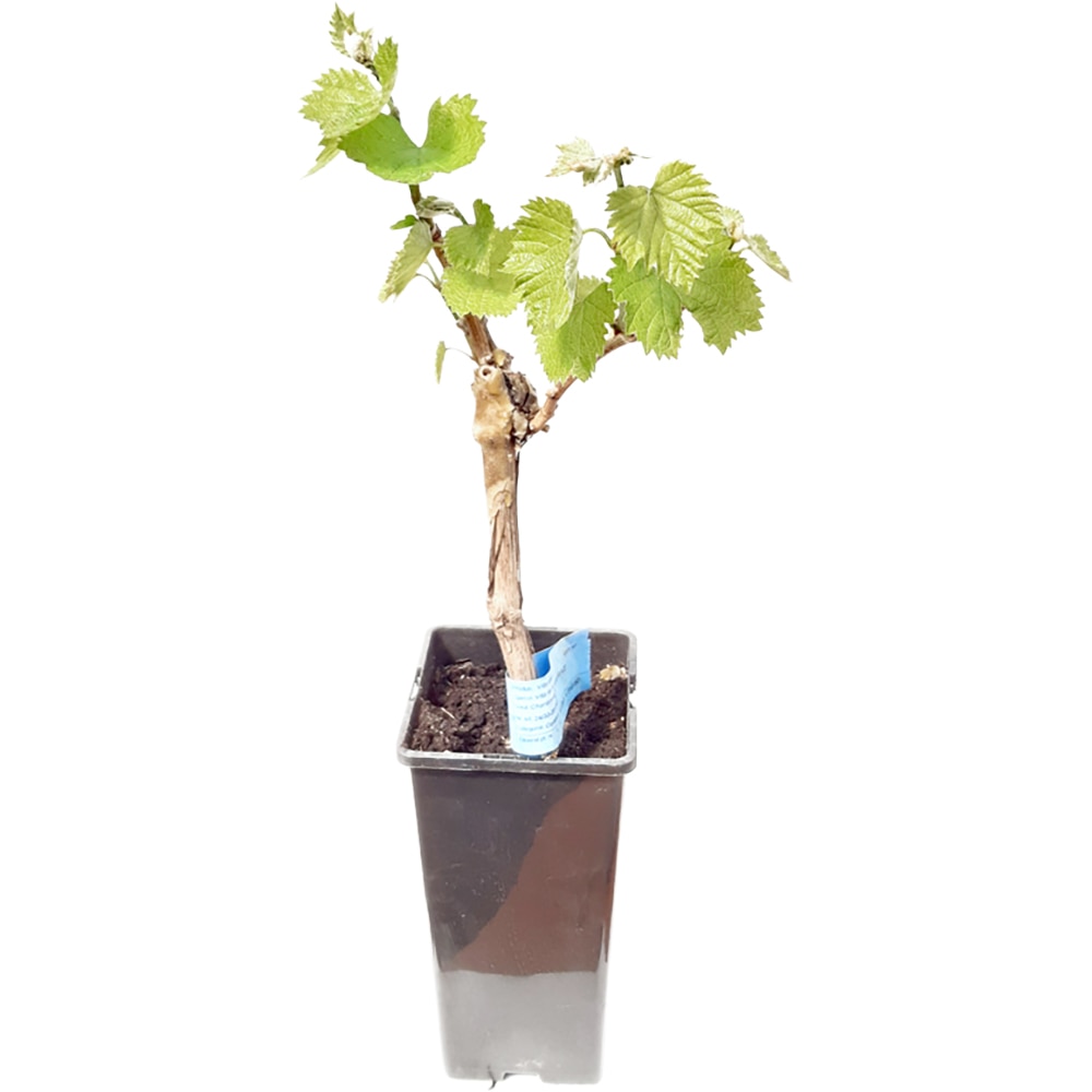 Vita de vie la ghiveci, 2L