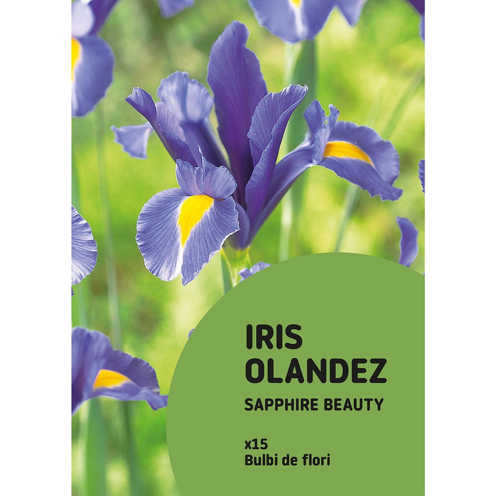 Bulbi Iris olandez, albastru, 15 buc