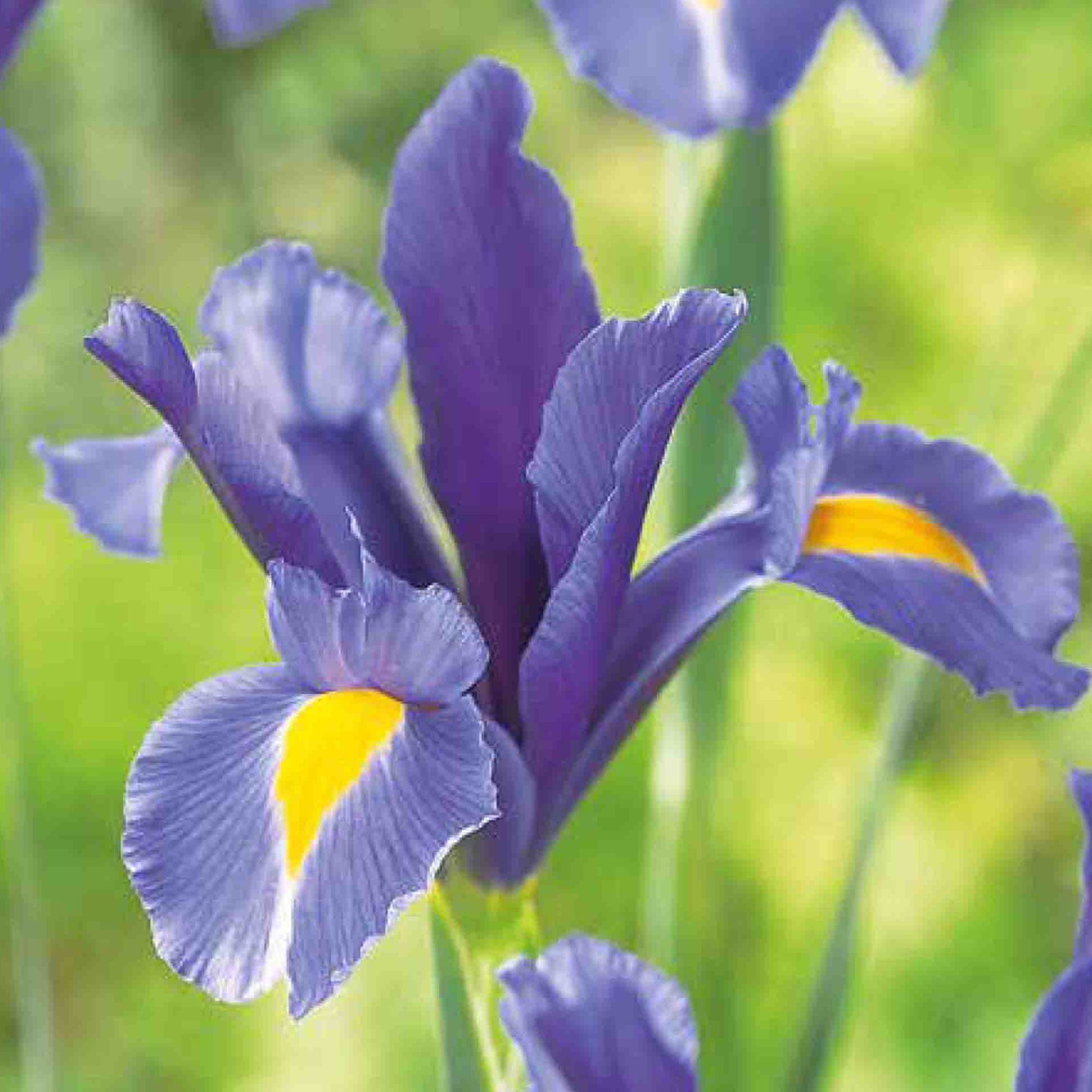 Bulbi iris olandez, 15 bulbi