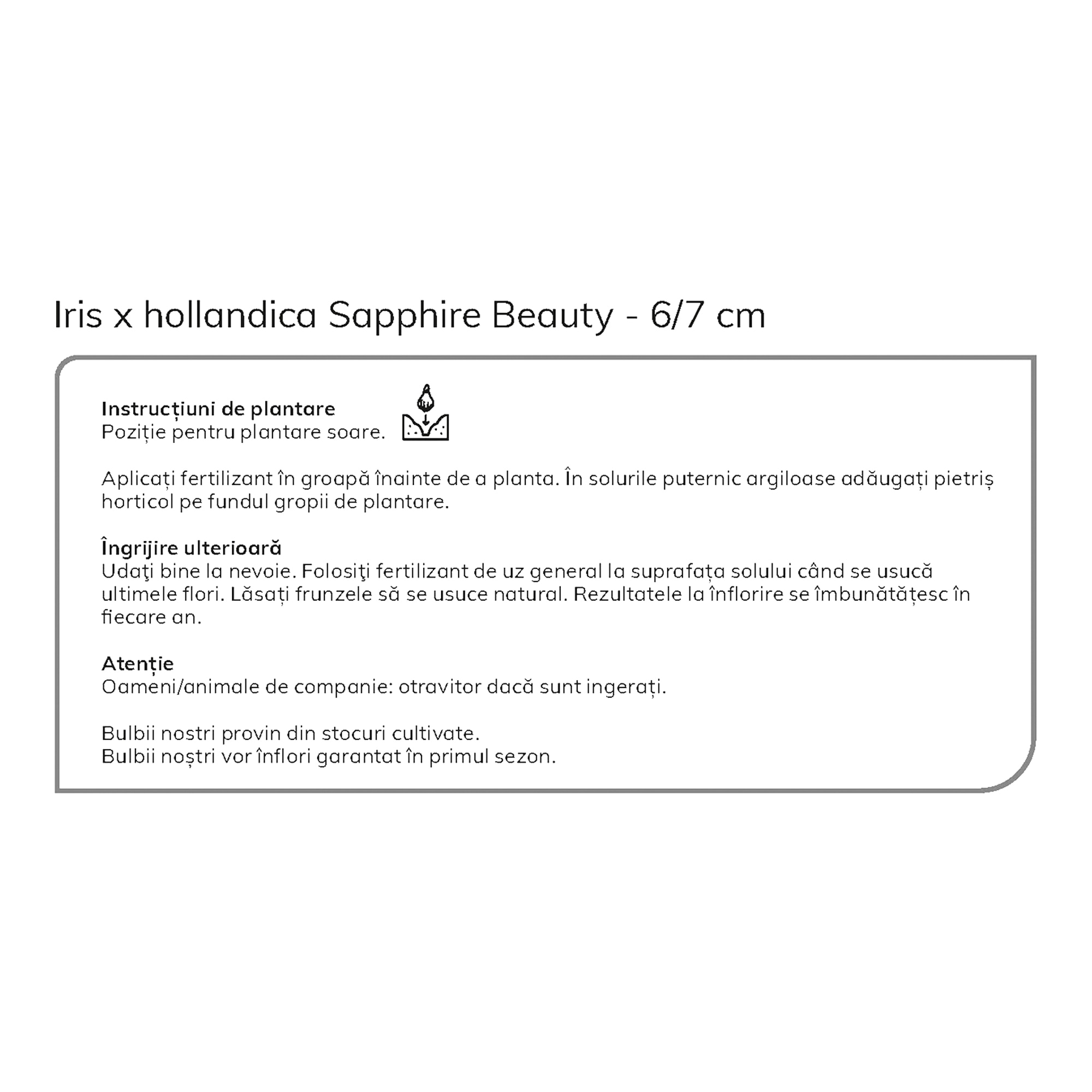 Bulbi iris olandez, 15 bulbi