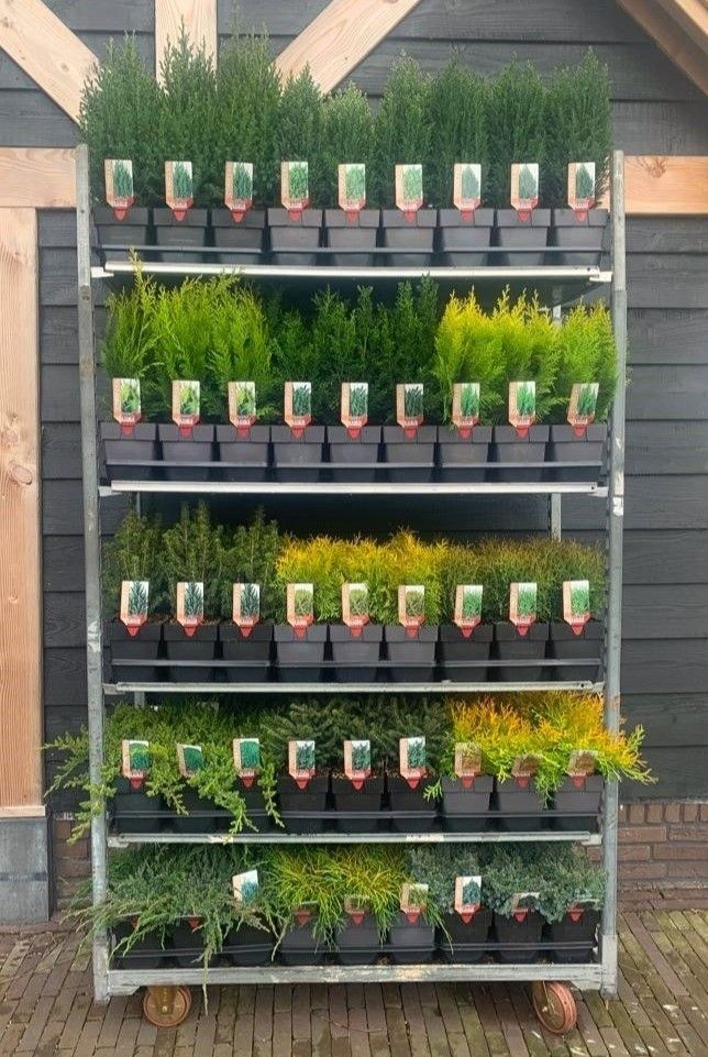 Mix Conifer