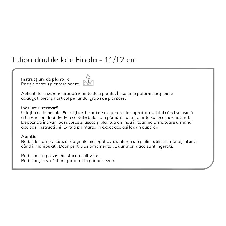 Bulb VERVE Lalea Finola, roz