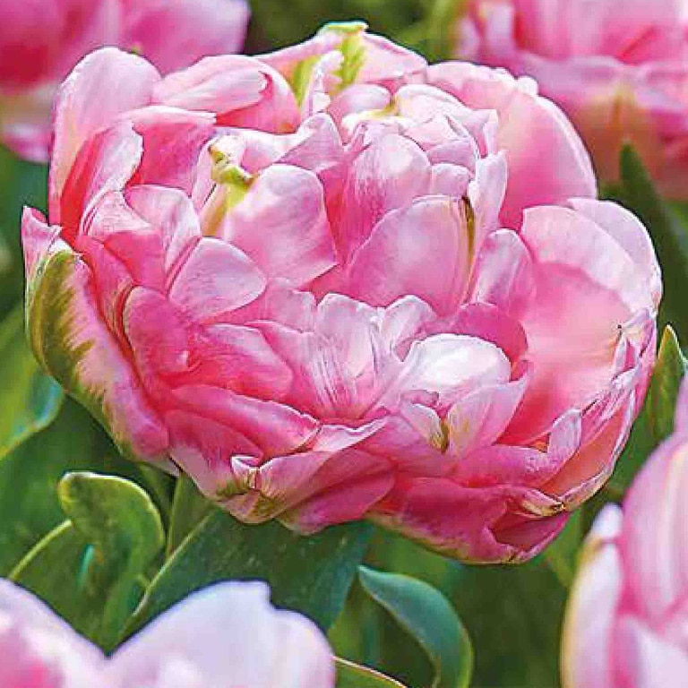 Bulb VERVE Lalea Finola, roz