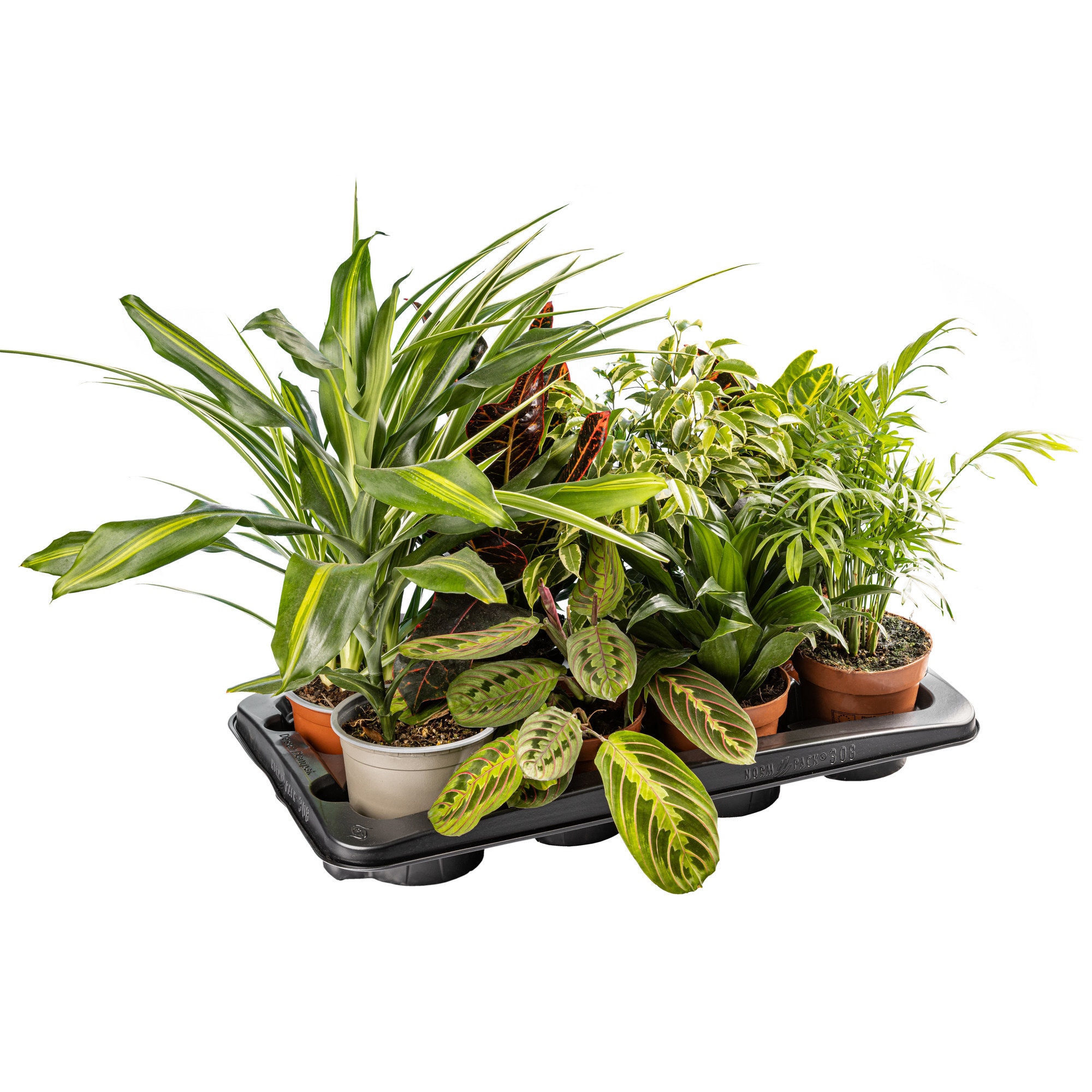 Mixed Indoor Green Plants D 12Cm
