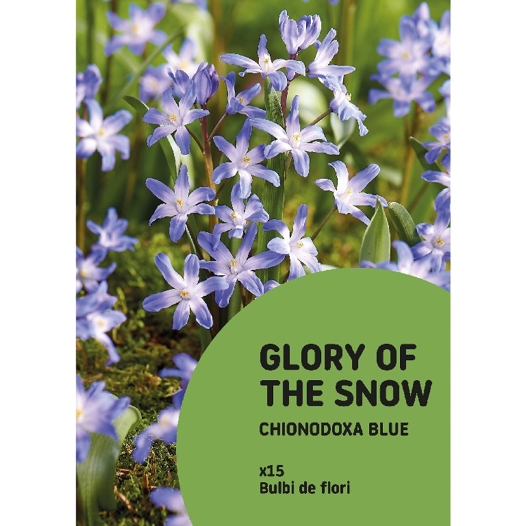 Chionodoxa Albastra 15