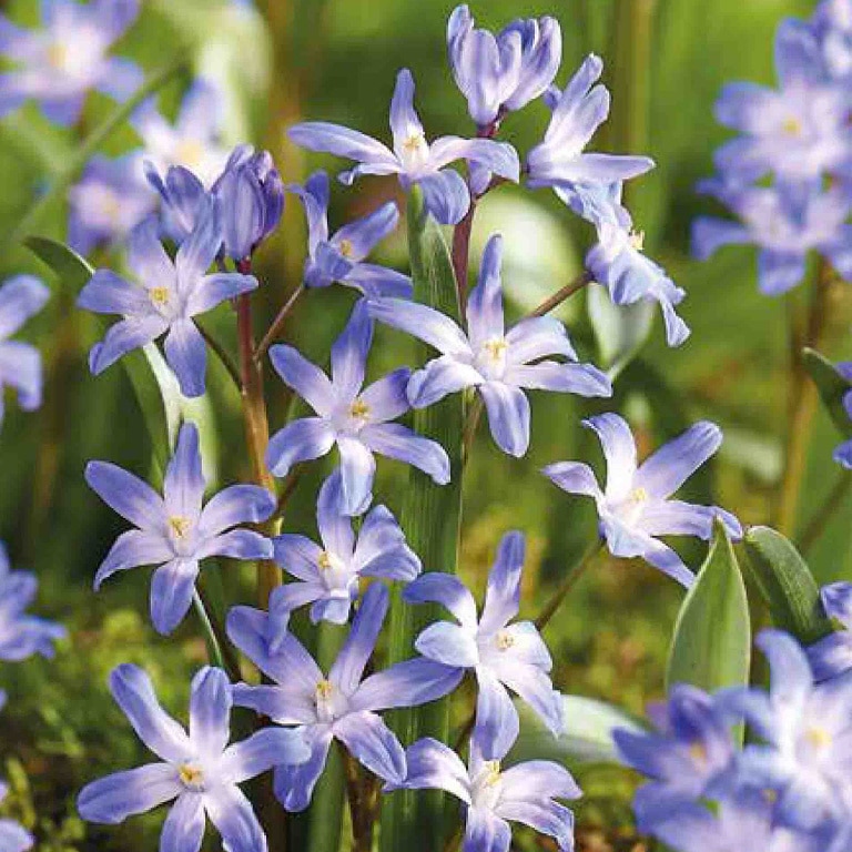 Chionodoxa Albastra 15