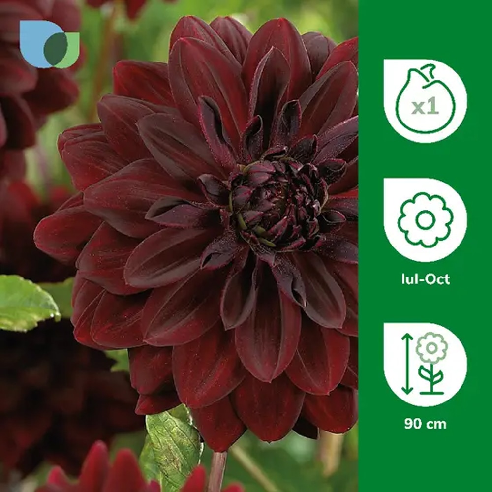 Bulb Dahlia Arabian Night, visiniu
