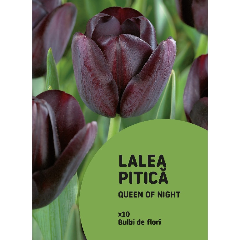 Bulbi VERVE Lalele, mov