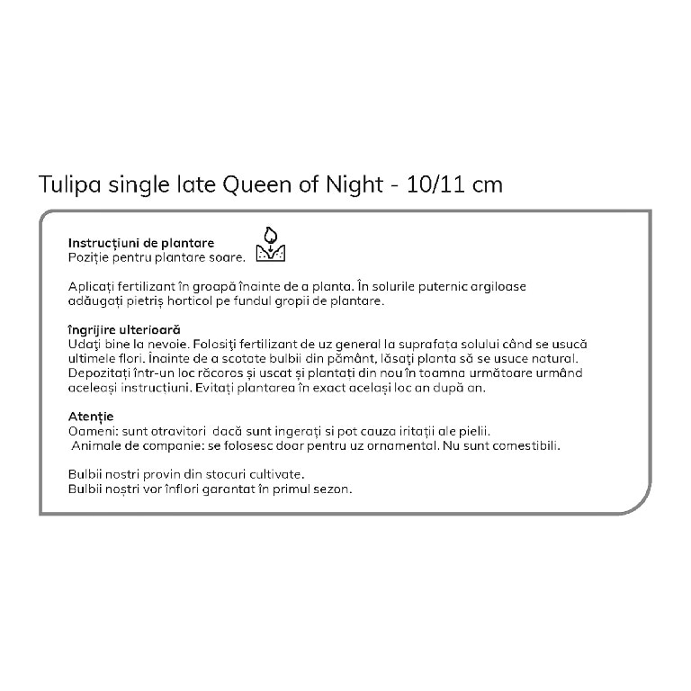 Bulbi VERVE Lalele, mov