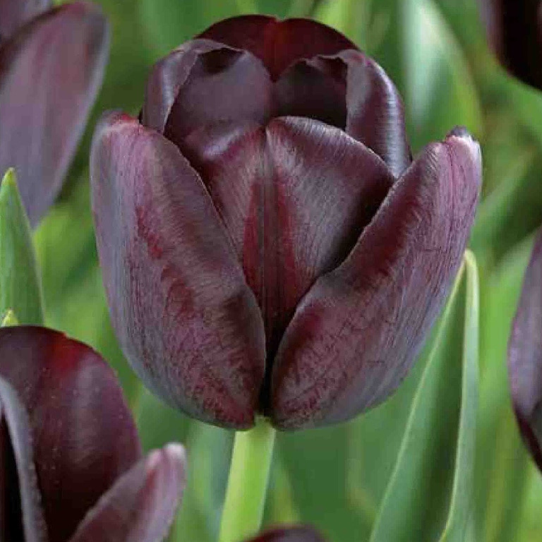 Bulbi VERVE Lalele, mov