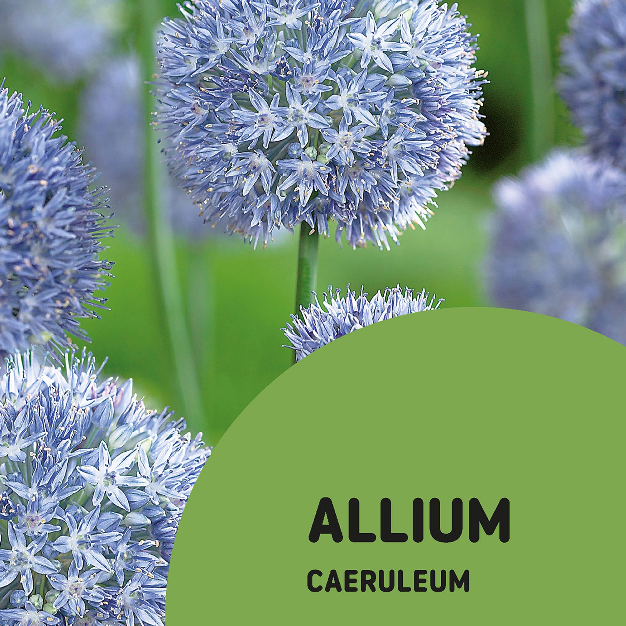 Bulbi Allium Caeruleum 15