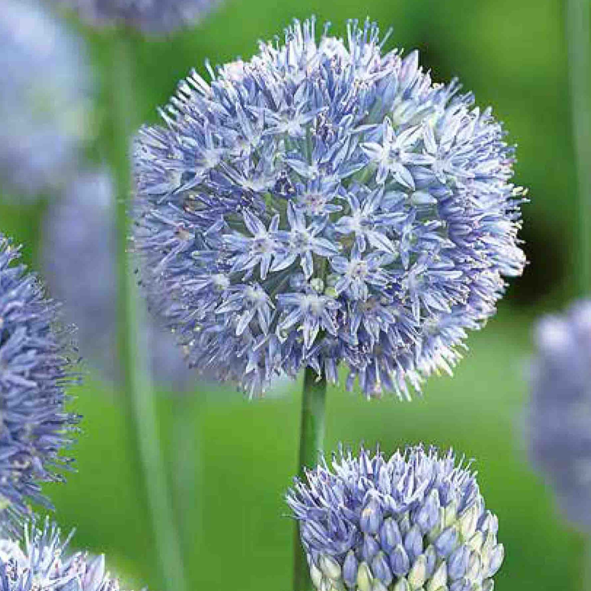 Bulbi Allium Caeruleum 15