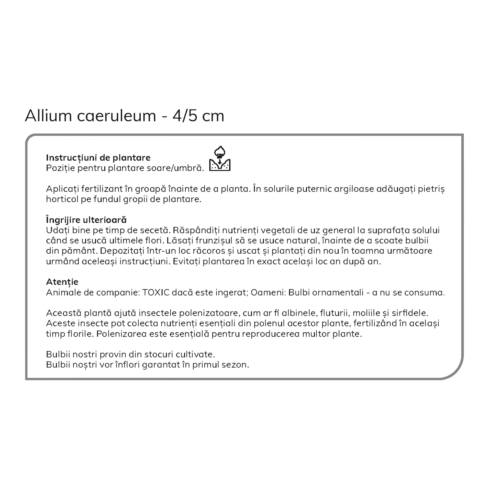 Bulbi Allium Caeruleum 15