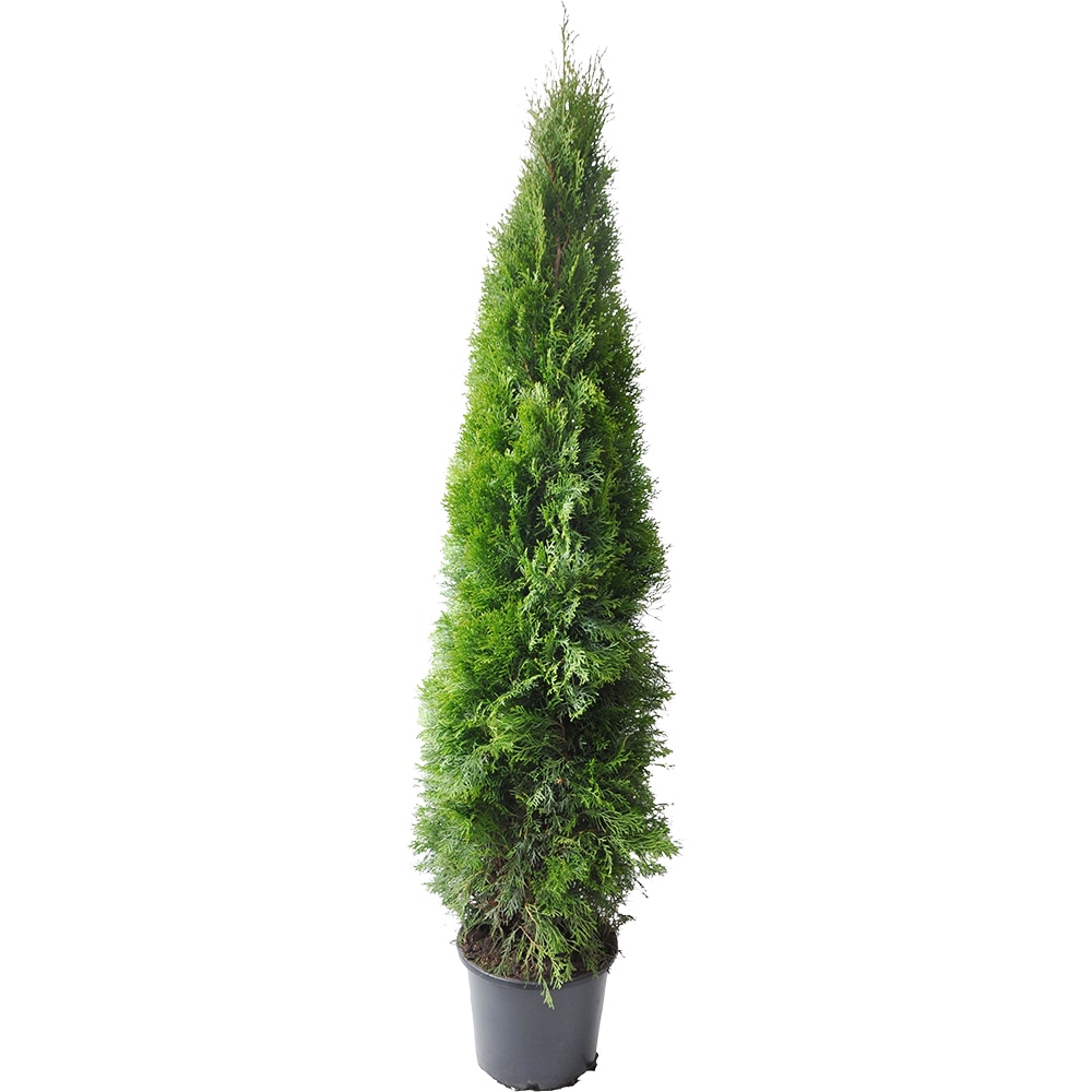 Thuja occidentalis Smaragd, D 30 cm, H 160-180 cm