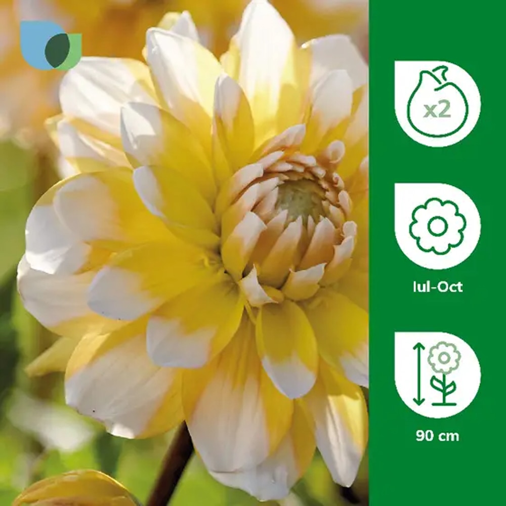 Bulb Dahlia Seattle, galben